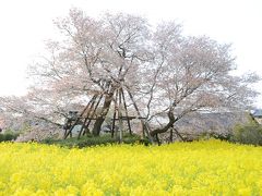 まだまだ桜を楽しみたい！桜を求めて日帰り山梨・静岡の旅