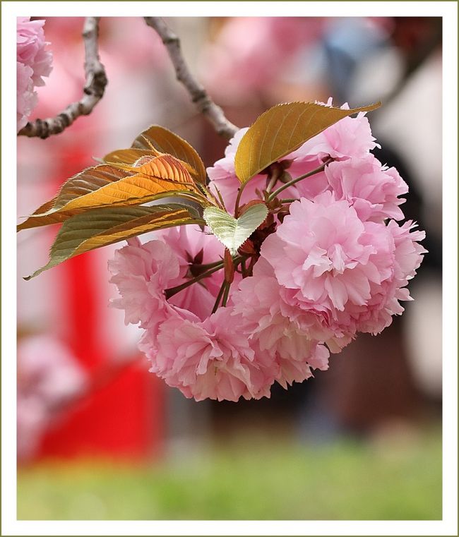 ■満開！八重桜～咲き満ちて こぼるる花も なかりけり～造幣局「花のまわりみち」<br /><br />【　手記　】<br />　2014年さくらを愛でに～桜の名所、第１３弾です。昨年に続いて造幣局広島支局のお花見イベント「花のまわりみち」へ行って参りました。満開の！八重桜、咲き満ちておりました。～咲き満ちて こぼるる花も なかりけり～<br />　春なのに世の中コロナコロナで暗い話題ばかり、それではと言うことで、昔の明るかった話題でもアップしようかと思い、造幣局広島支局「花のまわりみち」を再編集してみました。※2020.04.23編集<br /><br />▽花のまわりみち：４月16日（水）から４月22日（火）までの７日間 <br />・産経ニュース　2014.4.7より<br />　造幣局広島支局（広島市佐伯区五日市中央）で恒例の花見イベント「花のまわりみち」が、１６～２２日に開かれる。<br />　大阪の本局の「通り抜け」にあやかって、平成３年から始まった一般開放。今年は、八重桜を中心に５７品種２１８本のサクラを観賞できる。<br />・造幣展示室の公開　HPより<br />　造幣展示室では、大判・小判、古銭及び明治の初めから現在まで造幣局で製造した 貨幣や貨幣セット、勲章やメダル等の金属工芸品及び外国の貨幣等を展示しています。 また、併せて造幣事業の紹介を行っています。