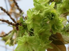 桜づつみの八重桜