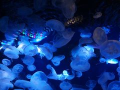 夏休み東京の旅～スカイツリー・サンシャイン水族館～