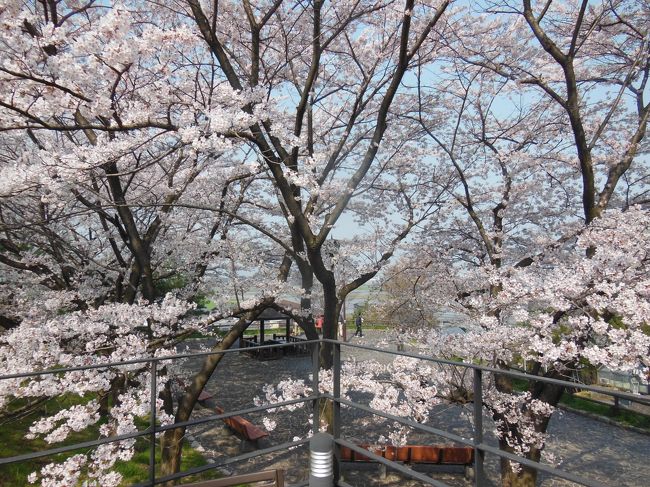 越前の金崎宮の花換え祭りに行きました。地元からのバス旅行です。一番最寄りの駅から行けるのと、昼食がついて4000円というのに惹かれて行ってきました。途中、毛皮のお店などにも連れていかれましたが、越前までは高速で道もよくとても快適でした。大阪はもう桜がおわりでしたが越前の方はちょうど満開でした。途中のインターでも満開の桜が見られてよかったです