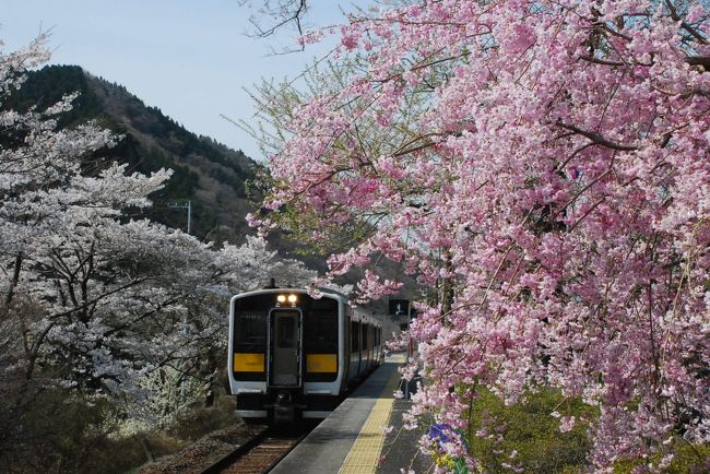 久慈川沿いを走る水郡線（水戸〜郡山）を訪れました。<br /><br />磐城棚倉の花園しだれ桜、そして矢祭山公園の桜と鉄道写真を撮りました。<br />２日間とも快晴と満開に恵まれました。<br /><br />表紙の写真は、矢祭山駅に入ってきた列車です。