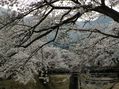 兵庫桜紀行　２０１４　その３　丹波・倉町川沿いの桜並木　