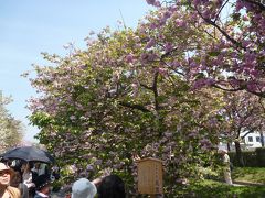 春爛漫造幣局花のまわりみち