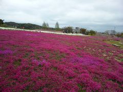 世羅高原　花の旅　2011