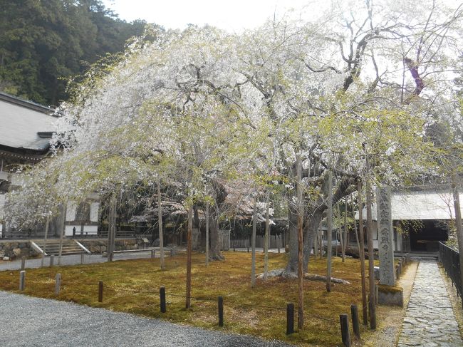 常照皇寺は京都市右京区京北井戸町という市内の住所ですが<br />京都駅から、はるか遠くスゴク不便な場所にあります。<br />20数年前に訪れた時は、京都府北桑田郡だったのに<br />2005年に右京区に編入されたとありました。<br />アクセスは京都駅からJRバス「周山」行きで、終点まで約1時間20分<br />周山からは、京北ふるさとバスに乗換「山国御陵前」まで13分<br />そこから徒歩約10分で「常照皇寺」と長〜い道のりです！<br />高雄から北山杉の里を通る周山街道であります。<br />マイカーが便利ですが、峠越えのヘアピンカーブも多く<br />ハードな運転が続くようです。<br /><br />でもここは京都府で桜として唯一の天然記念物「九重桜」が有名で<br />他に「左近の桜」と「御車返しの桜」の名木があります。<br />開花時期は4月中旬から下旬です。この3種の名木の開花には時間差があり<br />通常は同時に開花している姿は見れないはずが・・・<br />散りかけ・5分咲き・2分咲きという珍しい光景に出合えました。