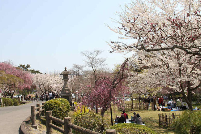 鹽竈神社（しおがまじんじゃ）<br /><br />2014 仙台桜開花宣言<br />仙台管区気象台では７日に仙台で桜（ソメイヨシノ）の開花 を観測したと発表されました。満開は１週間後の１４日頃とのことでしたが、<br />その頃、私用でお上りさんでの帰り道、東京駅で降りました。歩いて・歩いて・歩いて(笑）観た「皇居の桜」は殆んどが「葉桜」でしたがぐるり回って東京駅に戻る途中で「千鳥ヶ淵」付近からのコースで<br />和気清麻呂像」が有る小さな公園（大手濠緑地）では咲き誇る八重の桜に迎えられました。\(^o^)／<br /><br />帰ってから今年も鹽竈神社への参拝と桜をみることができました。<br /><br /><br />