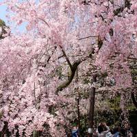 ２０１４年京都のんびり～桜三昧の旅（修学院離宮、平安神宮）