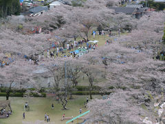 九州サクラ紀行ドライブ・その６（母智丘公園）