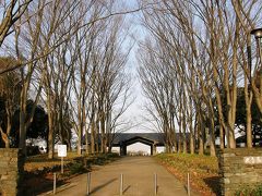 早朝ウォーキングで桜を愛でながら市内各地を巡る・・・⑥久喜菖蒲公園往復