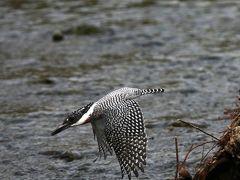 野鳥撮影記録（2014年４月後半）　