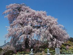 福島県久慈川沿いの桜紀行