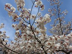 桜の高尾山登山　