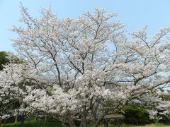 2014年桜だより＠和歌山◆「紀州加太休暇村」の麓にある公園で花見！♪