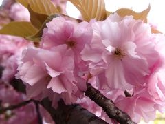 春爛漫　桜満開♪　造幣局の桜を愛でる