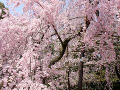 ２０１４年京都のんびり～桜三昧の旅（修学院離宮、平安神宮）