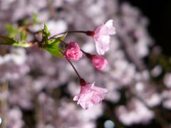 My備忘録： 2014年 桜咲く春の一人旅 in 京都 