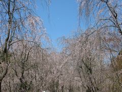 ２０１４年　広島　世羅甲山ふれあいの里の枝垂れ桜と三次ワイナリー