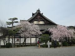 2014 桜旅 京都・奈良 4日目 京都御苑 京都府庁 智積院 三十三間堂 