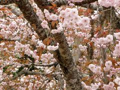 兵庫桜紀行　２０１４　その４　御形神社の正福寺桜