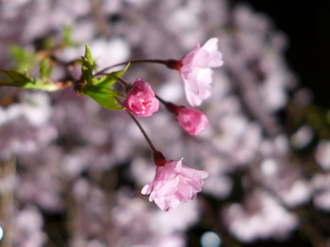 2014年のお花見は久しぶりの京都で締めくくり。<br />平安神宮の「紅しだれコンサート」に合わせて日程を組んだため<br />ほとんどの桜は満開を過ぎていましたが、花びらの舞う京都の春を<br />ゆっくり堪能できました。<br />平安神宮の夜桜は、涙が出るくらい見事で美しかったです！<br /><br />◆４月１０日（木）<br />　夕方〜　出張先の広島から京都入り<br />　18:30　ホテルにチェックイン<br />　20:00　清水寺の夜桜<br />　　　　　（徒歩で八坂神社へ）<br />　22:00　円山公園のしだれ桜<br />　23:00　祇園散策＆夕食（！）<br />　24:30 ホテルに帰還<br /><br />◆４月１１日（金）<br />　11:00　渡月橋<br />　12:00　大覚寺＆大沢の池<br />　14:00　嵐山 中之島公園<br />　　　　　（嵐電で北野白梅町→徒歩で平野神社へ）<br />　15:30　平野神社<br />　16:30　哲学の道を散策<br />　18:30　平安神宮（紅しだれコンサート2014）<br /><br />◆４月１２日（土）<br />　11:00　ホテルチェックアウト<br />　11:30　京都駅でコインロッカー難民になる<br />　12:30　金閣寺<br />　14:30　永観堂<br />　15:30　南禅寺<br />　16:40　三十三間堂 (T_T)<br />　17:50　新幹線で東京へ<br />　