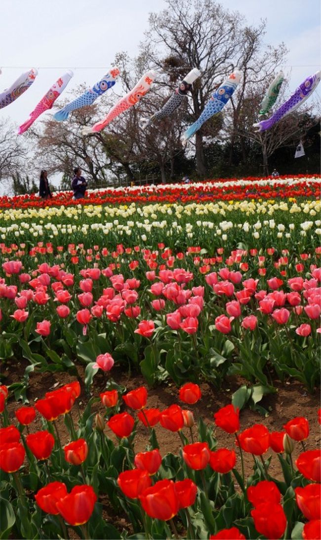 母が遊びに来ています。おととい、昨日、と桜を見に連れて出かけましたが、<br />なにせお年寄りなので、そんなに連れ回すと疲れちゃうし、と<br />出かけても夕方には戻るようにしています。<br />でも、せっかく娘のうちに来ているんだから、と、ついついお出かけ大サービスモードにスイッチ入っちゃいます。<br />で、日曜日は、あまり遠くでなく、サクッとお弁当食べがてら行けるあたりに・・・と行き先を探してみました。<br />ダンナは、もう桜はいいかな・・・とか言い出すし、でも母はあんまし歩けないよな〜。<br />まぁ、色々条件もあります。<br />で、見つけたのが美浦村のお城跡公園で本日開催だという「木原城山まつり」いや、祭りに行きたいのではなく、チューリップが満開なんだそうです。<br />それを見に行きました。<br />