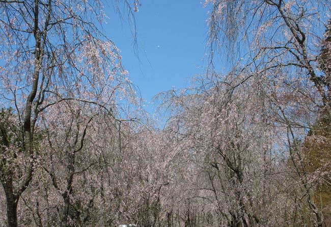 　ツアーで広島の世羅甲山ふれあいの里の枝垂れ桜と三次ワイナリー、広島造幣局の「さくらのまわりみち」の枝垂れ桜を見に行きました。<br /><br />　世羅甲山は私はてっきり「せらかぶとやま」と読むのだと思っていたら<br />「せらこうざん」でした。<br />読み方って難しいな・・。<br />　世羅にはあちこちに花が見られる施設があるようですが、広いので自分で行くには迷ってしまいそうだなと<br />思いました。<br />　世羅インターチェンジで降りてふれあいの里に向かう時に満開のソメイヨシノもたくさん咲いていました。<br />私たちの所はもう終わっているのにこちらではまだ見ごろだなと思いました。<br /><br />　そうこうしている内にふれあいの里の駐車場に着きました。<br />ちなみに自家用車は離れたところに止めて、シャトルバスで駐車場まで送迎があるようでした。<br /><br />　１時間の自由行動の次は三次ワイナリーに向かいました。<br />こちらでは売店でワインの試飲ができます。