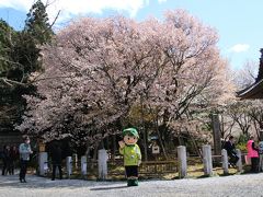 岐阜桜めぐり２日目、中将姫誓願桜