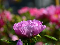 横浜金沢八景にある龍華寺の牡丹が見ごろを迎えています　２０１４年４月