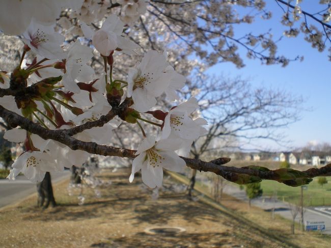 スクーターで行ける範囲でお花見してみました。<br />八幡山は桜が空から降りそそぐ感じで、まさにお花見スポットで<br />活気があってよいのですが、<br />（ただし駐車場は激混み）<br /><br />今回は行ったことがない場所へＧＯ！<br /><br />帝京大学。ＨＰには校内公開と案内がありましたが、<br />人いなかったですよー。穴場すぎる（笑）<br /><br /><br />長岡公園は、けっこう人がいました。<br />桜は多くはないので、新緑のこれからが気持ちがよいかもですね。<br /><br /><br /><br />清原工業団地の桜並木も気になったのですが、<br />それは次回にとっておくことにしました。