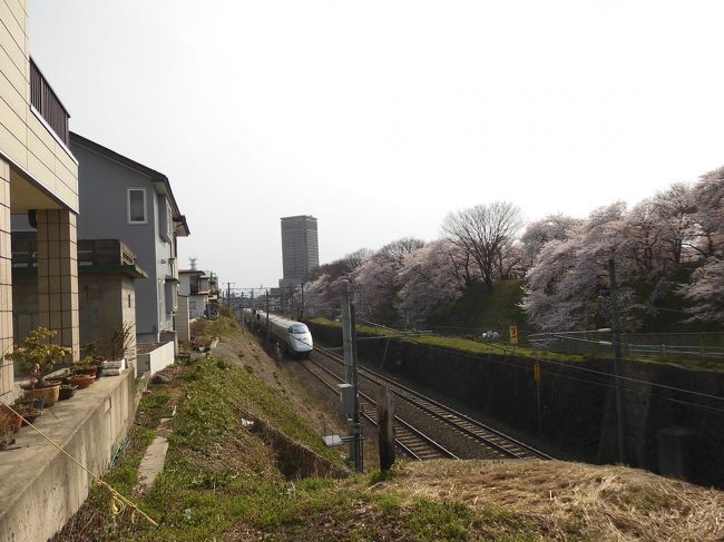 今年は、梅の花と、桜見学で、霞城公園に通い詰めました。<br />桜も開花宣言の次の日行ったら全然咲いてなくて、昨日もう一度！<br />八分咲きなんだけど、人が凄い、車も止められなーい！(北口からの無料駐車場）<br />どうする？正面突破だー。有料駐車場が空いてるではありませんか。ラッキー！<br />いい桜見られました。<br />もう、鉄ちゃんが、三脚構えて待ってます。私も便乗！<br />おー山形新幹線がー。<br />ローカルは、この節、ここだけゆっくり走ってくれます。<br />JRもなかなか気が利いてますねー！