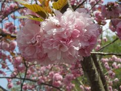 光都チューリップ園と八重桜