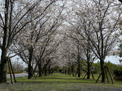 九州サクラ紀行ドライブ・その８（桜島）