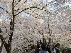 春到来！桜満開の山形～霞城公園♪