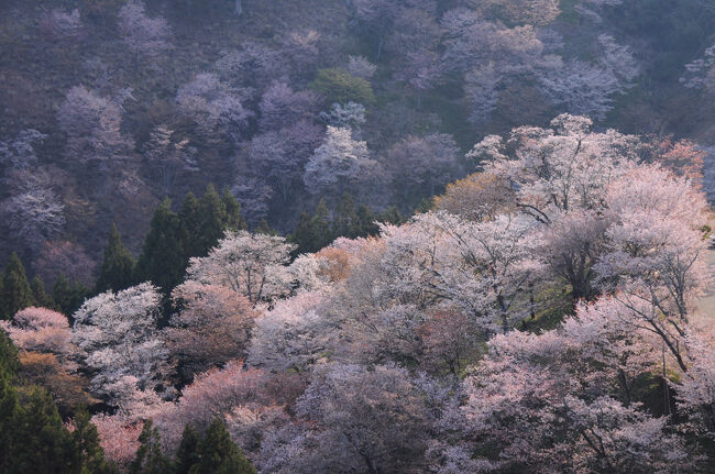 旅の後半は、いよいよ吉野山を堪能する。吉野山は、山を覆うように桜が咲く、日本一の桜の名所である。染井吉野とは違う、日本情緒溢れる景色が広がる。そのほとんどが白山桜であるが、微妙に色合いが異なり、それがまた美しいのだ。宿からの眺めも素晴らしく、感無量の桜旅となった。<br /><br />（2022.04.18投稿）