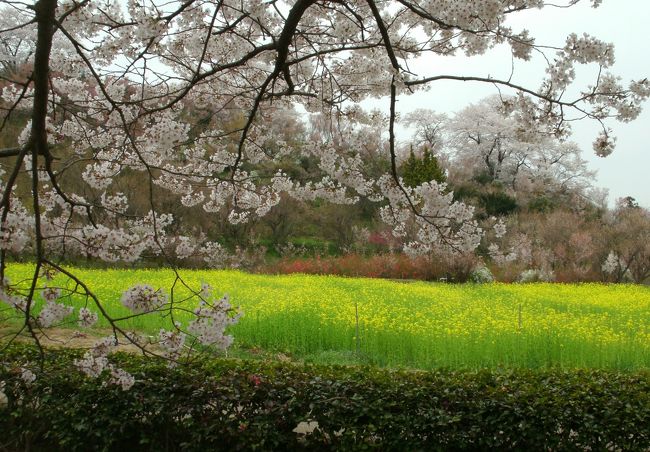 今回も自家用車で出かけました。山形県の赤倉温泉です。以前にクーポンを買っていましたので夫婦二人で出かけました。<br />途中、福島県の花見山公園に立ち寄りました。最高の花見日和で桜は満開状態で感動しました。<br />赤倉温泉「湯ノ原」旅館は源泉かけ流し、昔は湯治場だったそうです。一番大きな老舗旅館は現在封鎖されて営業していません。静かなゆっくりとできるいい温泉場です。赤倉温泉と言えば新潟を思い浮かべますが、山形の赤倉温泉は私も知りませんでした。もっとメジャーになっても良い温泉ではないかと思います。湯ノ原旅館は宿良し、食事良し、温泉良しと言えます。<br />往復７００ｋの旅でした。