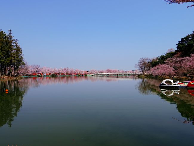 桜をもとめて、長野、上越方面へドライブ。<br />まず最初に、須坂市の臥竜公園に立ち寄りました。<br />情報では散り始めとなっていましたが、まだまだ十分、陽当たりの悪いところはつぼみでした。