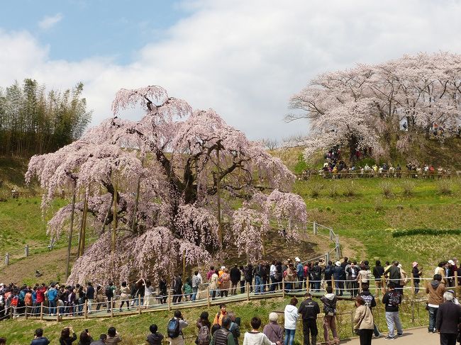 以前から一度見てみたいと気になっていた三春町の滝桜。ソメイヨシノではないので開花のタイミングがよく分からず、交通の便もあまりよくないので、昨年までは気が付いたときには花の時期が終わっていました。今年は週末直前にたまたま満開の情報をキャッチできたので、福島市の花見山とセットで訪れることにしました。