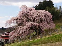 2014/4/19三春滝桜と三春まちめぐり日帰りの旅