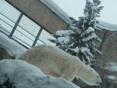 2014 冬の旭山動物園ー富良野、美瑛に泊まる旅