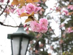 春の高尾山ハイキング