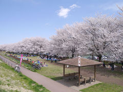 高麗川桜堤でお花見(2014年4月)