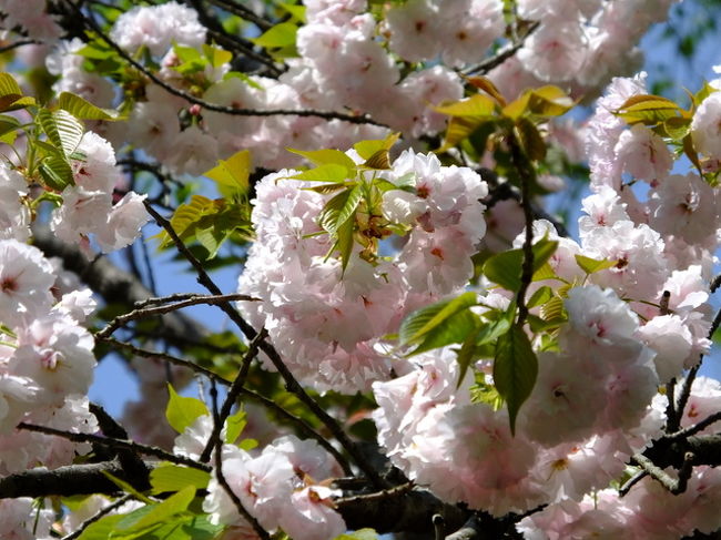 今朝、目が覚めて・・いい天気だなあ〜<br />やっぱ桜しか無いかな・・・うん　よし行こう！<br />ということで今年最後の桜三昧をしてきました。<br />桜前線は今東北あたりでしょうか？<br />吉野千本桜も見頃を迎えているそうですよ。<br />とはいえ京都市内の桜はほとんど散はじめで<br />終わりを告げているようですね。<br />この時期でまだ間に合うのかなあ・・・とお思いのあなた<br />心配ご無用とっておきの場所を用意しております。<br />どこに行くかはお楽しみに！