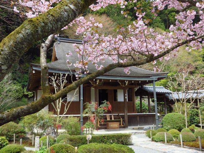 近所の桜も満開から花吹雪になりました。<br />今回はちょっと遠出をして、今年最後のしだれ桜を見に京都へ足をのばします。<br /><br />初めて訪れる『大原三千院・寂光院』<br />時間を忘れて眺めていたいと思えるような美しい庭、一面を淡紅色に染めて咲き誇ります。