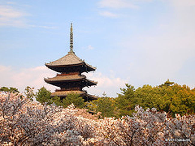奈良県の世界遺産と奈良県、京都府、大阪府のさくらの名所１００選を巡る旅に行ってきました。<br /><br />京都編