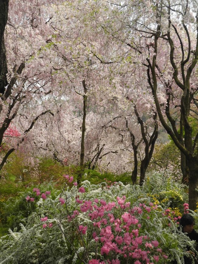 京都の原谷苑と奈良の吉野山の遅咲きの桜を見物する2泊３日のツアーに参加しました。宿泊は大阪のビジネスホテル。<br /><br />1日目は東京から新幹線で京都へ。<br />大原三千院を見学したのち、早目にホテルへ。夜はホテルマンお勧めの鉄板焼き店で店主おすすめの鉄板焼きと、人生初の牛筋入りお好み焼きを食べてみました。味が濃いのが意外でした。<br /><br />2日目は仁和寺と、今回の大目的の原谷苑。<br />原谷苑は噂以上の美しさでした。広い庭のような小高い山のあちこちに、紅しだれ桜が空を隠すように咲き乱れていました。満開でした。その美しさに、圧倒されました。頭上にはしだれ桜が降り注ぎ、周囲の空間を埋めるように、ぼけ、雪柳、山吹、三また、三つ葉つつじ等々、色の異なる花々がそこここに植えられています。そんな幻想的な空間を自由にそぞろ歩いていると、夢の世界にいるような気持ちになりました。<br />原谷苑をあとにして、上賀茂神社、平等院を見学し（鳳凰堂見学は待ち時間が長過ぎて断念）ホテルへ。夕食はイタリアンレストランへ。さやごと焼いたソラマメをパルメザンチーズと塩とオリーブオイルでいただく前菜も、タケノコとエビのフリッターなど、どことなく関西の香りがしました。<br /><br />3日目は奈良の吉野山経由で名古屋駅へ。<br />あいにくの雨模様で山奥の遅咲きの桜を見るのはあきらめましたが、途中の金峰寺の蔵王堂で、丁度ご開帳だった「ご本尊」を拝み、周囲の坂道に立ち並ぶ風情ある土産店などをゆっくり見物しながら、買い物や食事をして過ごしたあと、名古屋駅から新幹線で戻るコースでした。