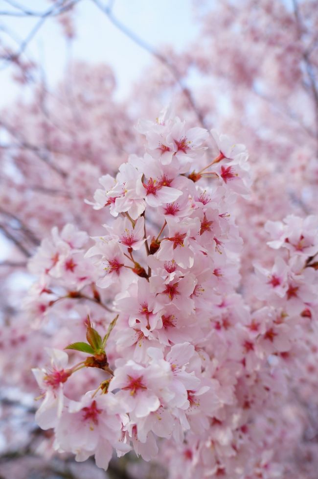 　一週間前に上田城の千本桜祭りに行ってきましたが、今週は懐古園が満開という情報を聞きつけてやってきました！！春なのに風の冷たい一日だったので、そのまま冷えた体を温めるため、あぐりの湯こもろに寄ってきました。