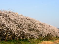 さくら名所百選（福井市足羽川公園・丸岡城）に行ってきました