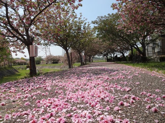 モロッコから戻って、八重桜満開のお祭りに間に合いました。<br />日本は桜が似合う。<br />そんな日本大好きです。<br /><br />八重桜は散り始めていますが、それが絨毯状態になるまでが見ごろと思っています。<br />その絨毯それは見事なものです。<br />４月２６日（土）位までかなと予想しています。<br />４月２４日（日）現在の情報です。<br /><br />