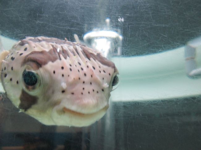 突然の札幌行き 2日目 水族館で魚たちに癒される 旅 厚別 豊平 真駒内 北海道 の旅行記 ブログ By 魔法のじゅうたんさん フォートラベル